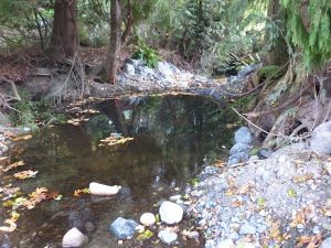 Annie Creek Restoration Site