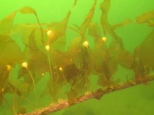 Young Bull kelp plants on a grow-line at Maude Reef in April 2015.
