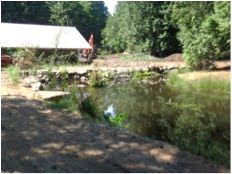 Photo 3. Looking southward after deepening, widening and armouring of lower off-channel pond.