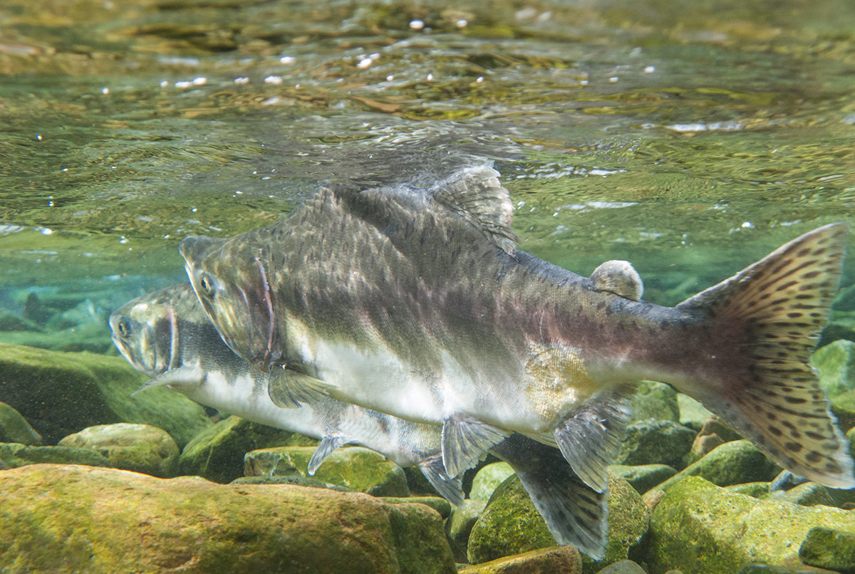 pink salmon nile creek